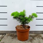 Normandská jedľa (Abies Nordmanniana) - výška 15-25 cm, kont. C3L